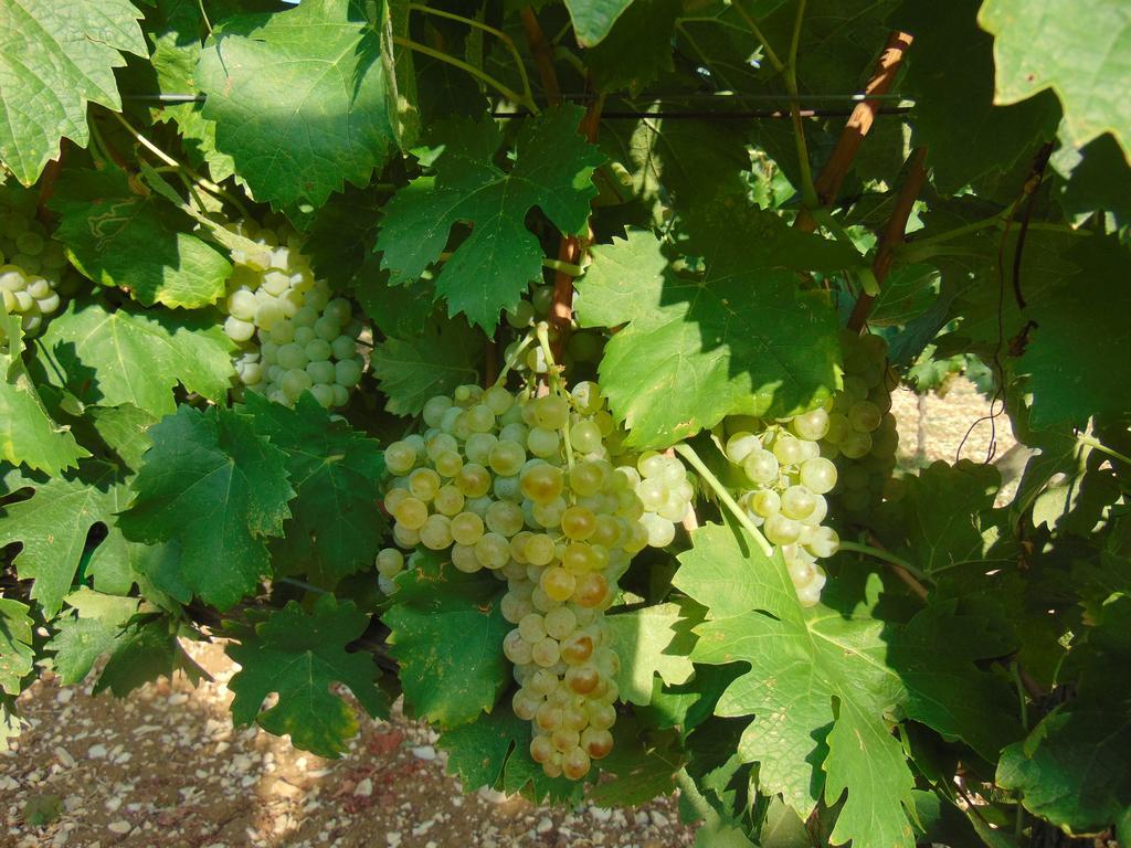 Agriturismo Circugnano Grassina Rum bild